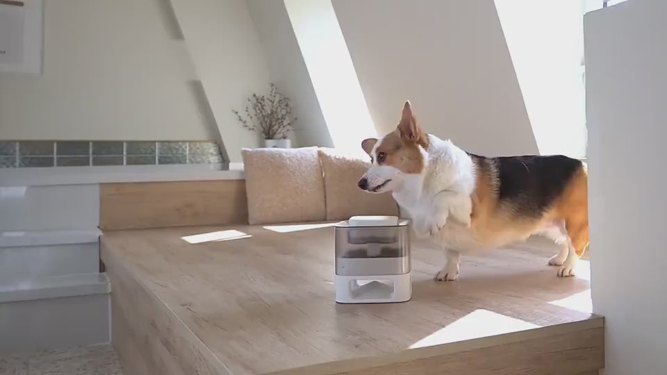 Dog Treat Catapult